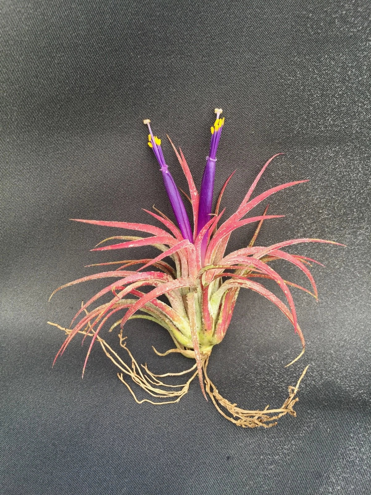 Tillandsia Ionantha Air Plant - Blushing Bride Bromeliad - Starter Plant - Low Maintenance Indoor Air Purifier