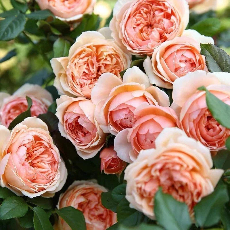 Masora Rose Plant 4" Live Japanese Rose - Rosa spp. - Compact Bushy Pink and White Blooms - Low Maintenance Garden Flower