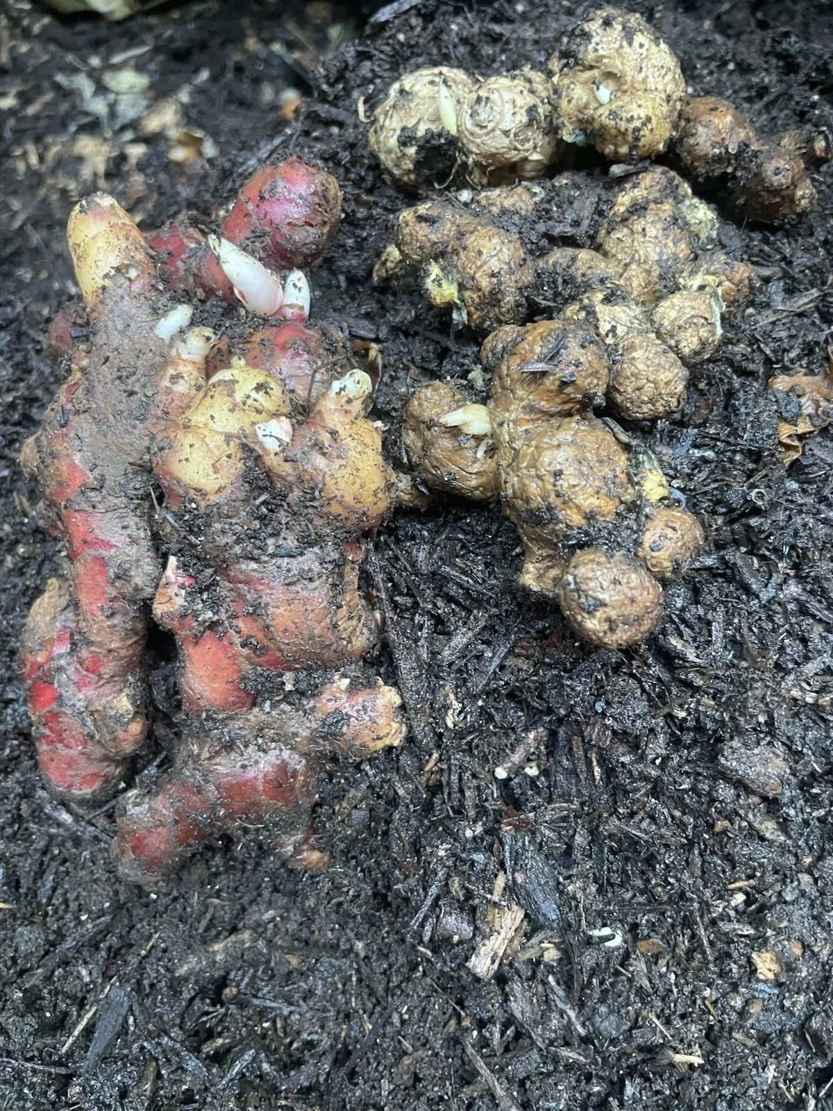 Indonesian Ginger Roots Set - 6 Sprouted Roots: Red & Black Ginger - Zingiber spp. for Home Garden Planting