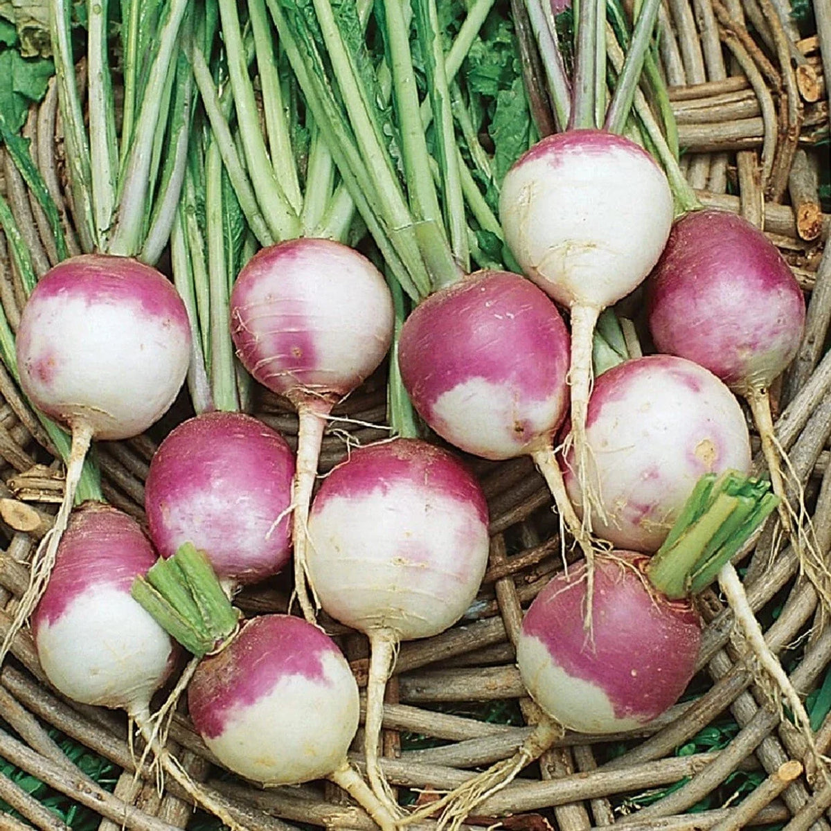 Organic Purple Top White Globe Turnip Seeds - 300+ Non-GMO Seeds for Vegetable Gardens, Brassica rapa