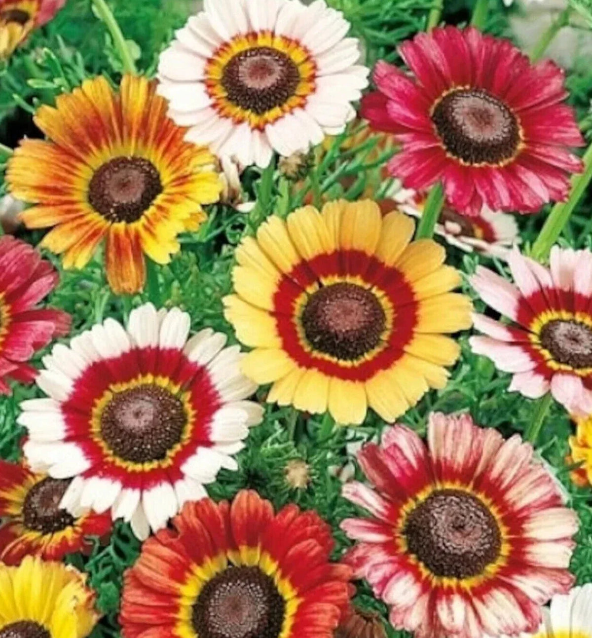 Painted Daisy Seeds - 400+ Premium Annual Flower Seeds - Chrysanthemum carinatum - Vibrant Multi-Colored Blooms