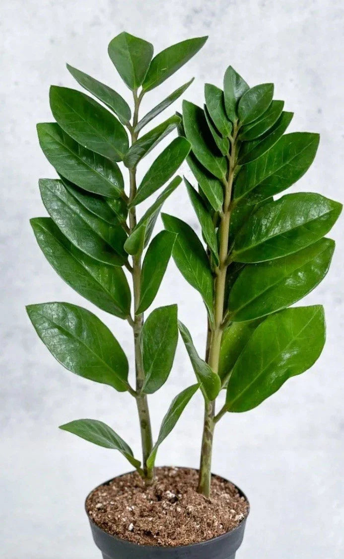 ZZ Plant Live 8-12” Rooted Green Houseplant Zamioculcas zamiifolia - Low Maintenance Indoor Air Purifier
