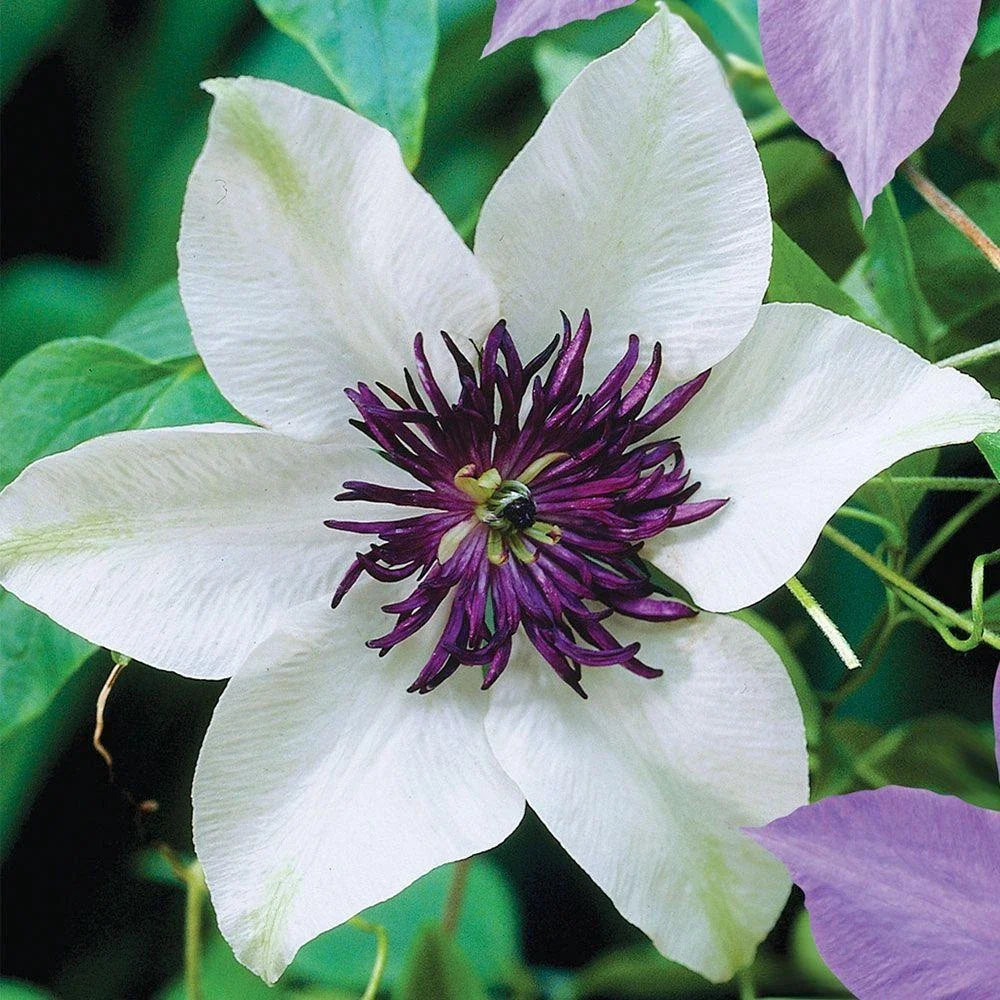 Clematis Seeds - 25 Perennial White Purple Flower Seeds - Clematis x jackmanii - US Seller