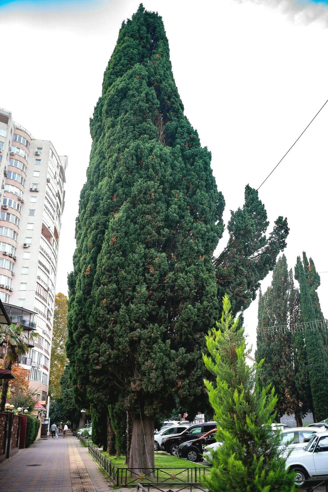 Green Giant Thuja Seeds - 30+ Pack - Arborvitae Cedar Tree (Thuja plicata) - Fast-Growing Privacy Screen Seeds