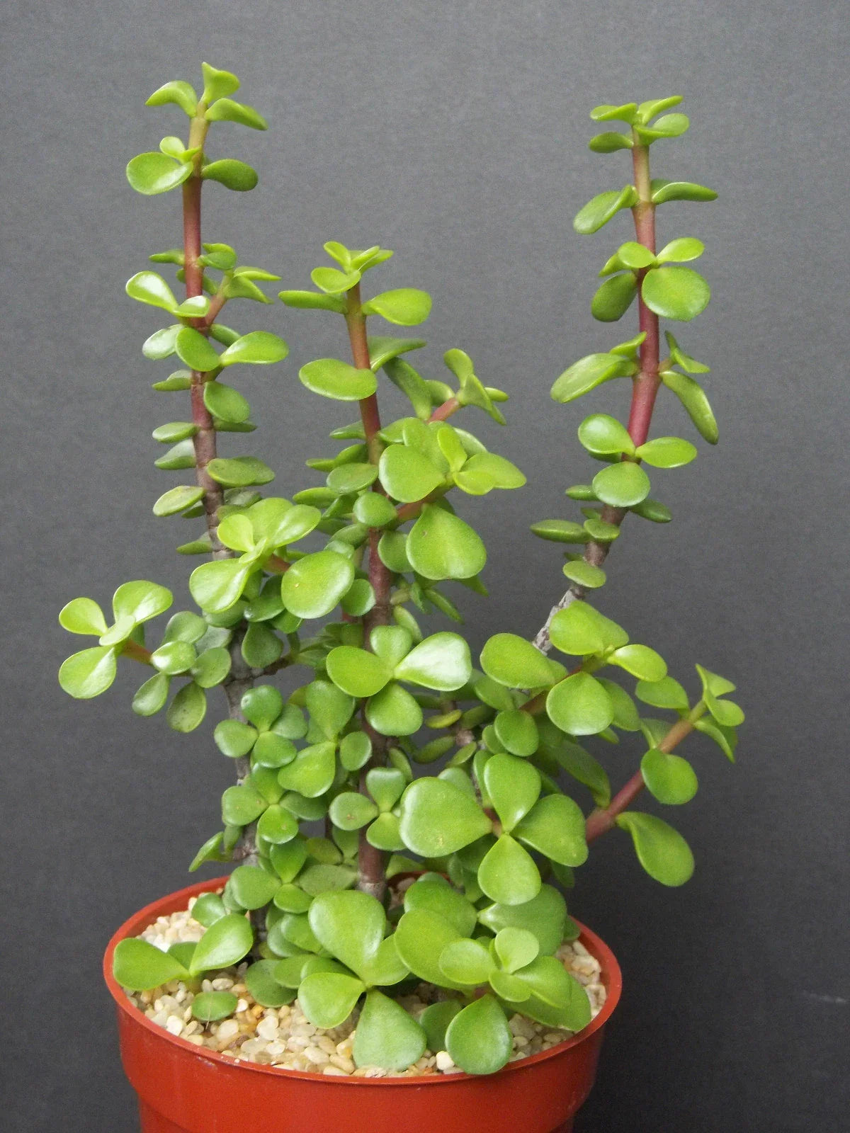 Mini Jade Tree Plant - 4" Green Elephant Bush Bonsai - Portulacaria Afra - Rare Indoor Succulent for Home Decor
