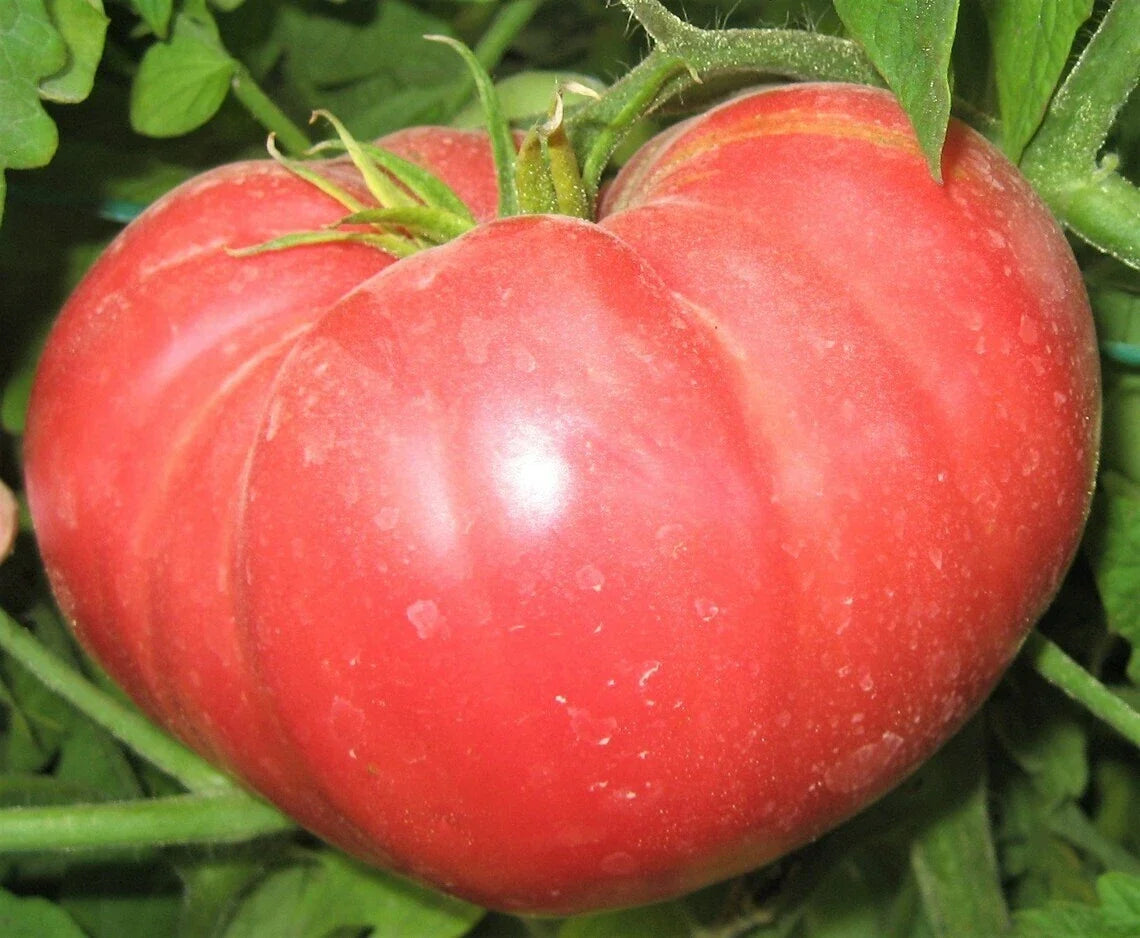 Beefsteak Tomato Seeds | Non-GMO Heirloom | Solanum lycopersicum | 25 Seeds for Home Gardening