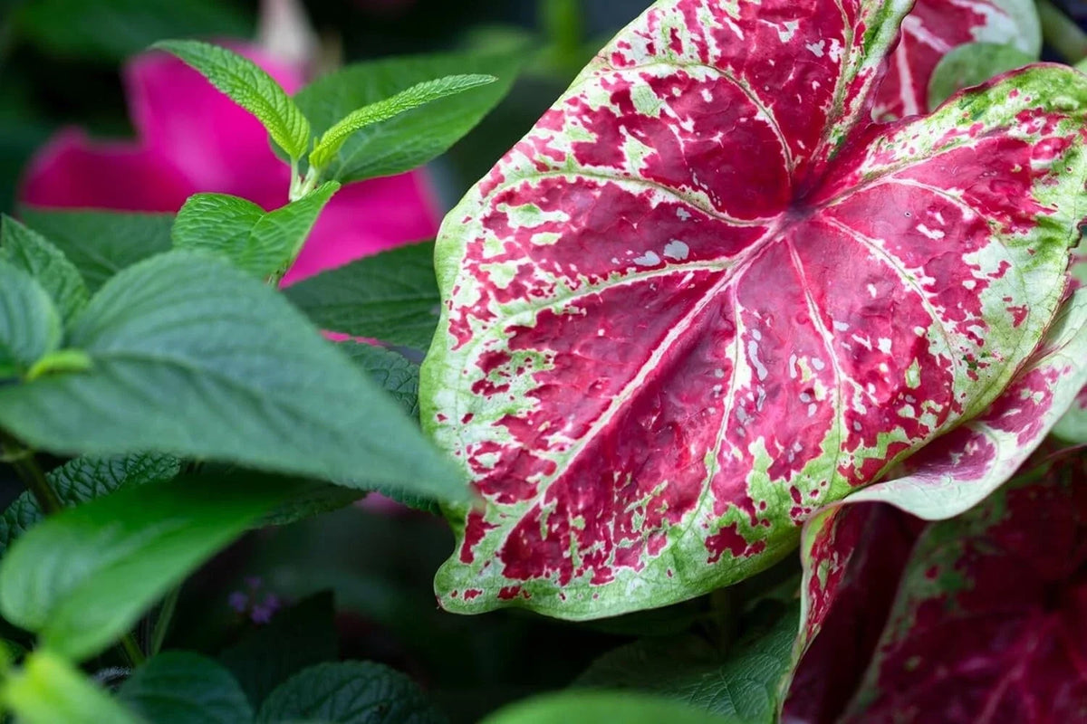 Caladium Bulbs - 6 Royal Flush - Pink and Green Variegated Foliage - Caladium bicolor for Shaded Gardens
