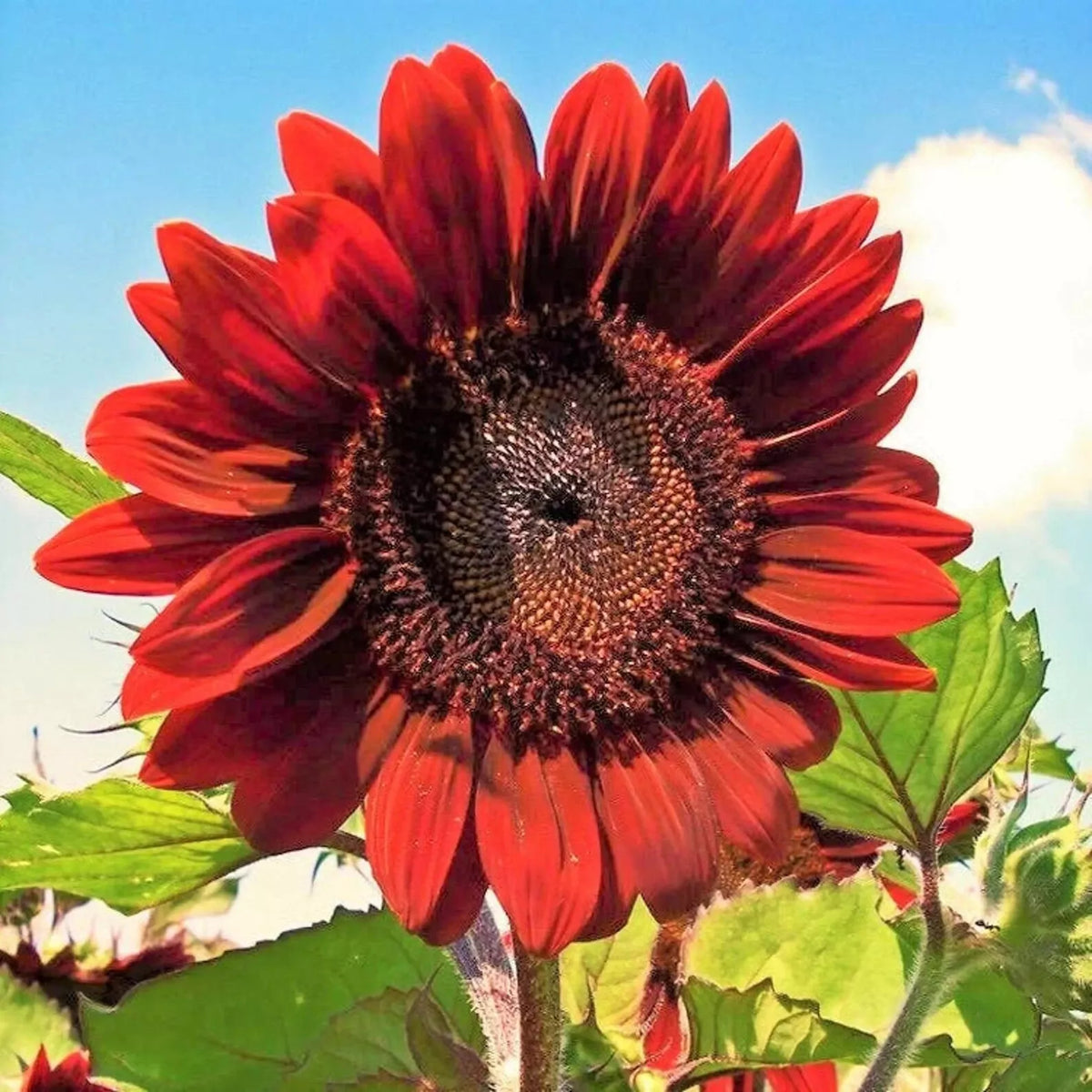 Velvet Queen Sunflower Seeds 50pcs - Deep Red Flower Seeds for Garden - Helianthus annuus