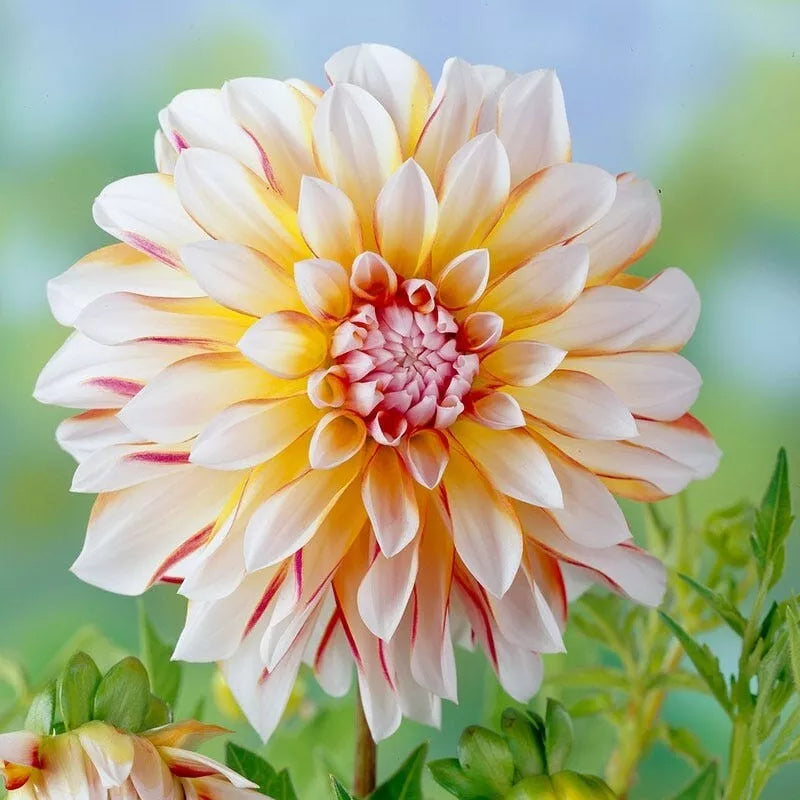 Dahlia Plant Bulb Tuber - Live 'Caribbean Fantasy' Peach Yellow Red Flower - Dahlia 'Caribbean Fantasy' - Attracts Butterflies