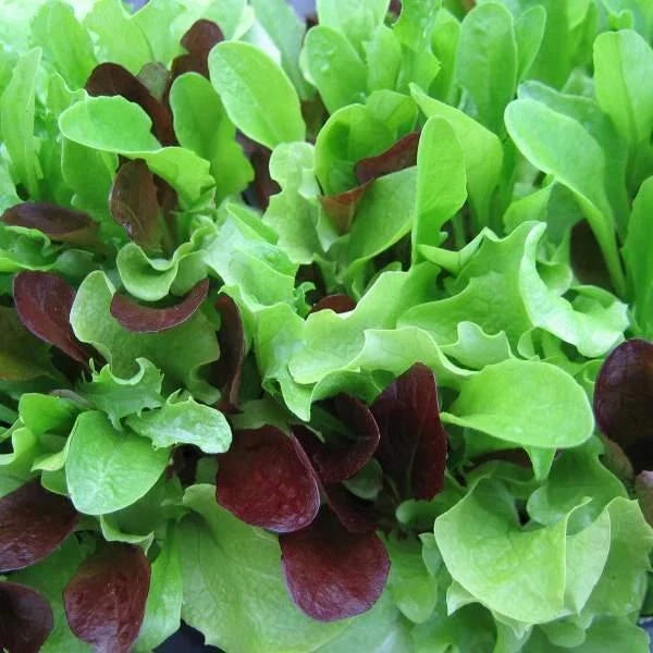 Mesclun Mix Lettuce Seeds Packet - Heirloom Non-GMO Salad Greens - Lactuca sativa - Fresh & Nutritious Gardening