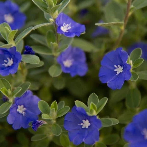 Evolvulus Blue Daze Live Plant Plug - Vibrant Blue Flowers - Ground Cover - Evolvulus glomeratus - Low Maintenance, Drought Tolerant