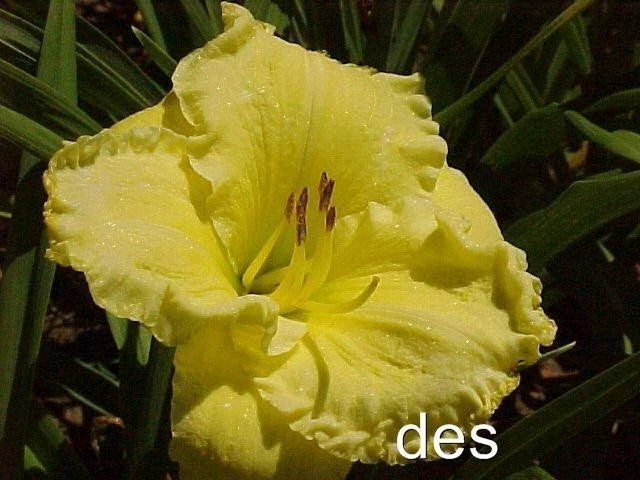 10 Daylilies Live Plants - Emperor's Choice - Bright Yellow Ruffled Flowers - Hemerocallis spp. - Perennial Garden Blooms
