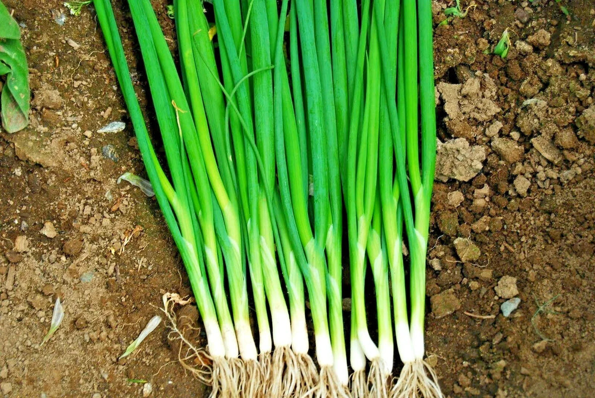 500+ Japanese Evergreen Bunching Green Onion Seeds, Welsh Nebuka He Shi Ko, Allium fistulosum, 70 Day Variety