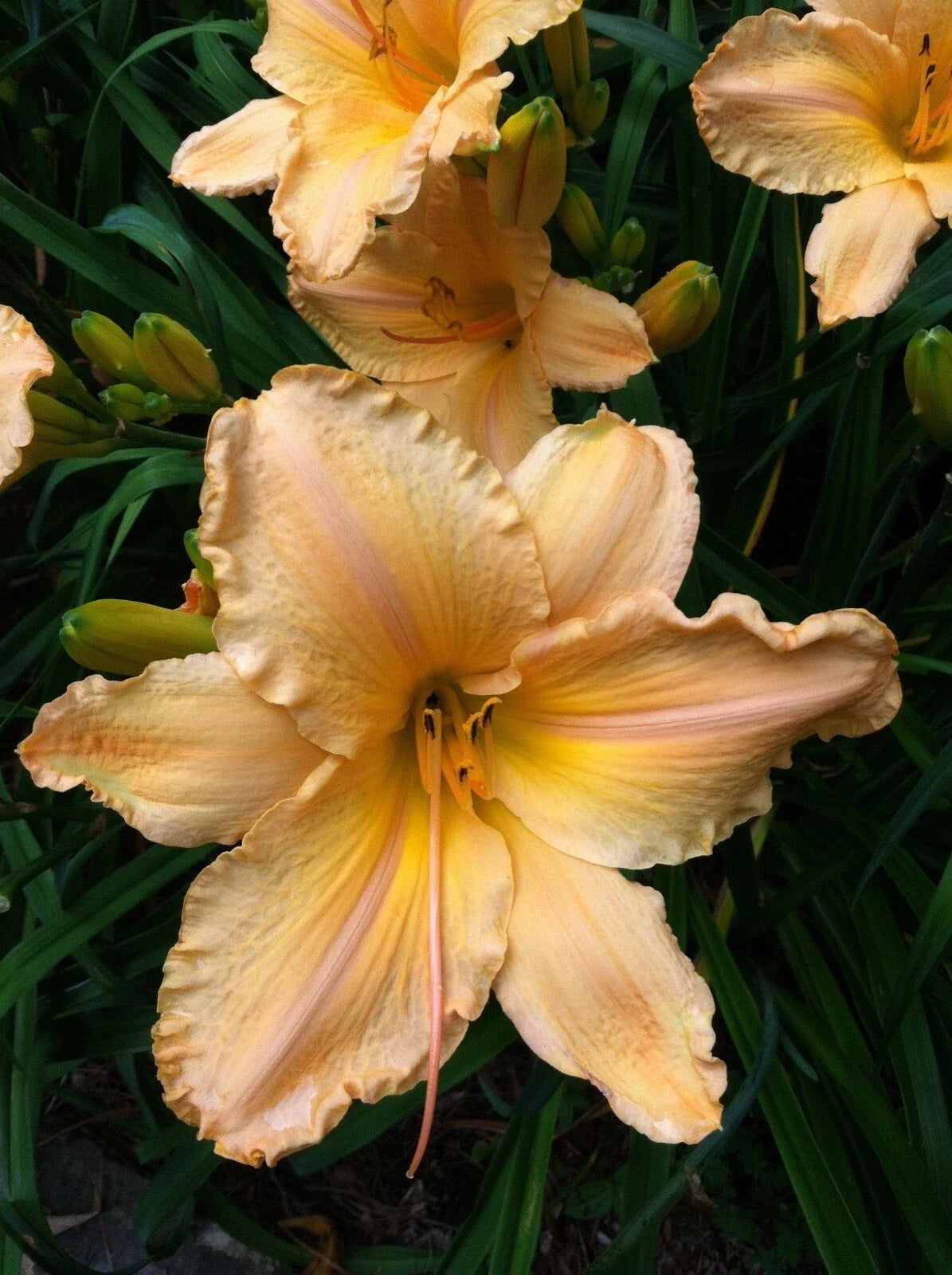 Yellow Daylily Bare Root Plant - Yellow Apricot Blooms - Hemerocallis 'Clif Hayes' - 7.5" Flower Size