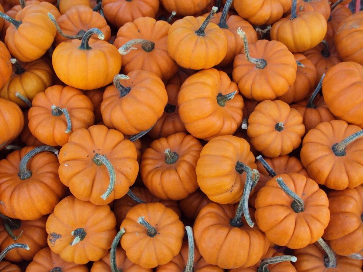 Pumpkin Seed Pack - 25 Seeds - Baby Pumpkin Mixture - Cucurbita pepo - Heirloom Non-GMO Variety for Gardens and Decor