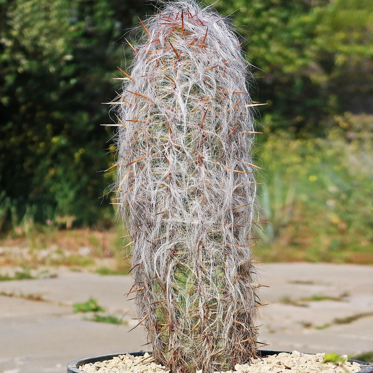 Old Man of the Andes Cactus | Live Plant | Oreocereus celsianus | Unique Succulent Decor for Home & Garden