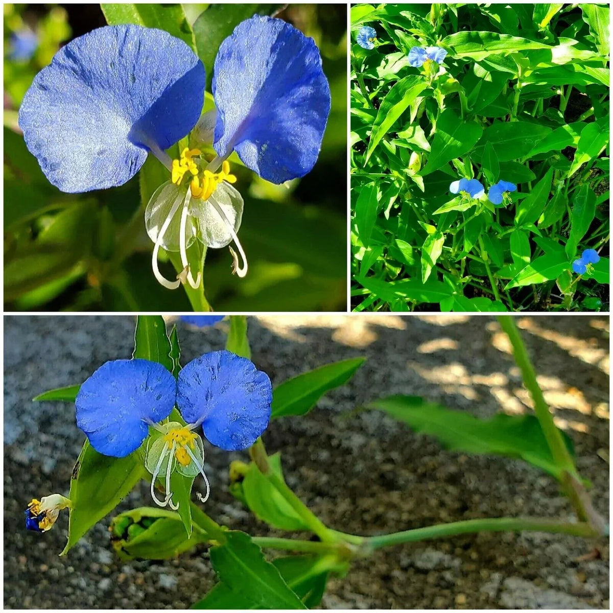 15 Fresh Cuttings Spiderwort Day Lily Plants, Wandering Jew Blue, Tradescantia zebrina - Easy Care Indoor/Outdoor Foliage