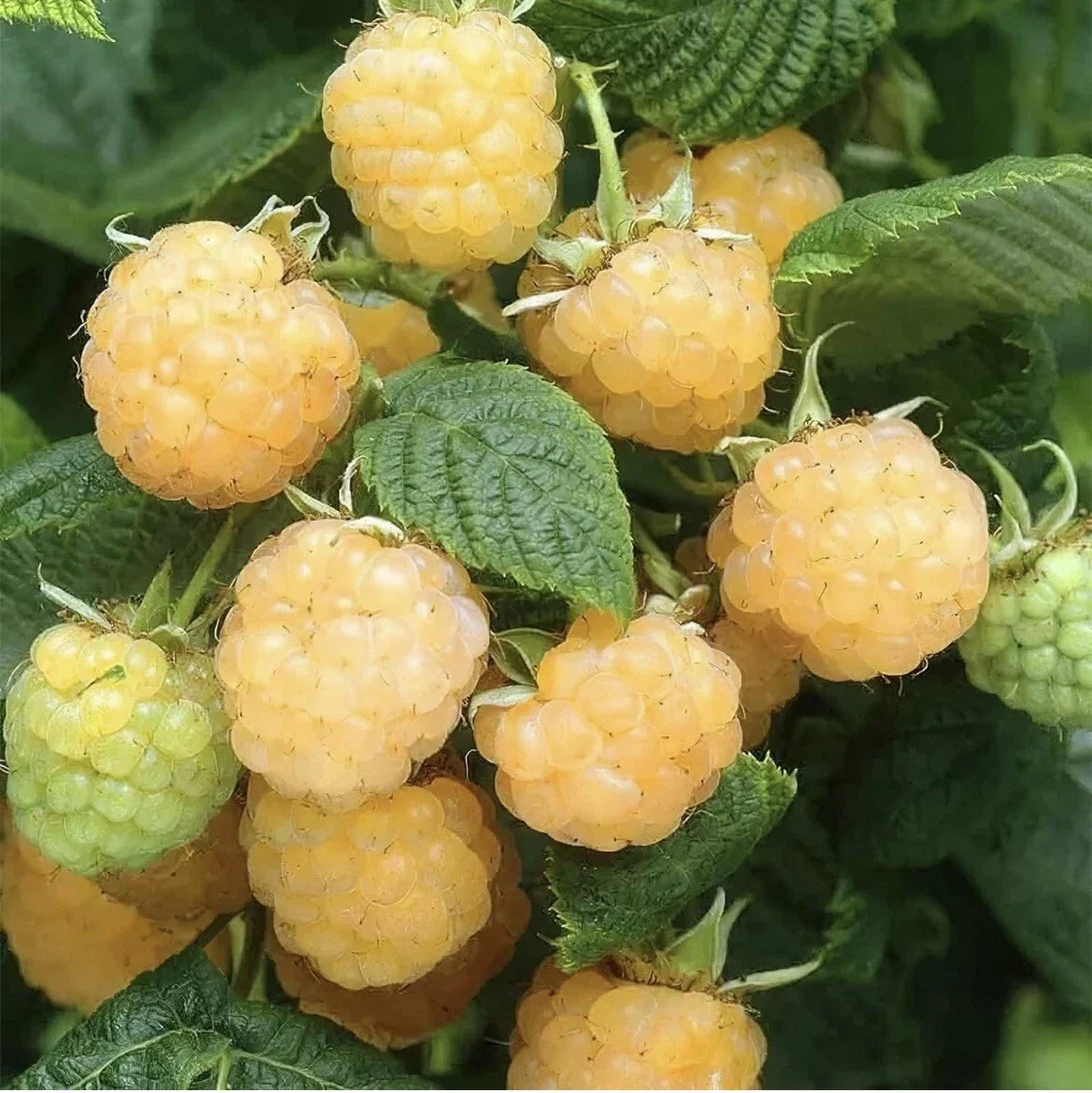 Golden Raspberry Seeds 50 Pack - Edible Berry Garden Vine - Rubus idaeus - Sweet, Tangy Fruit for Home Gardening