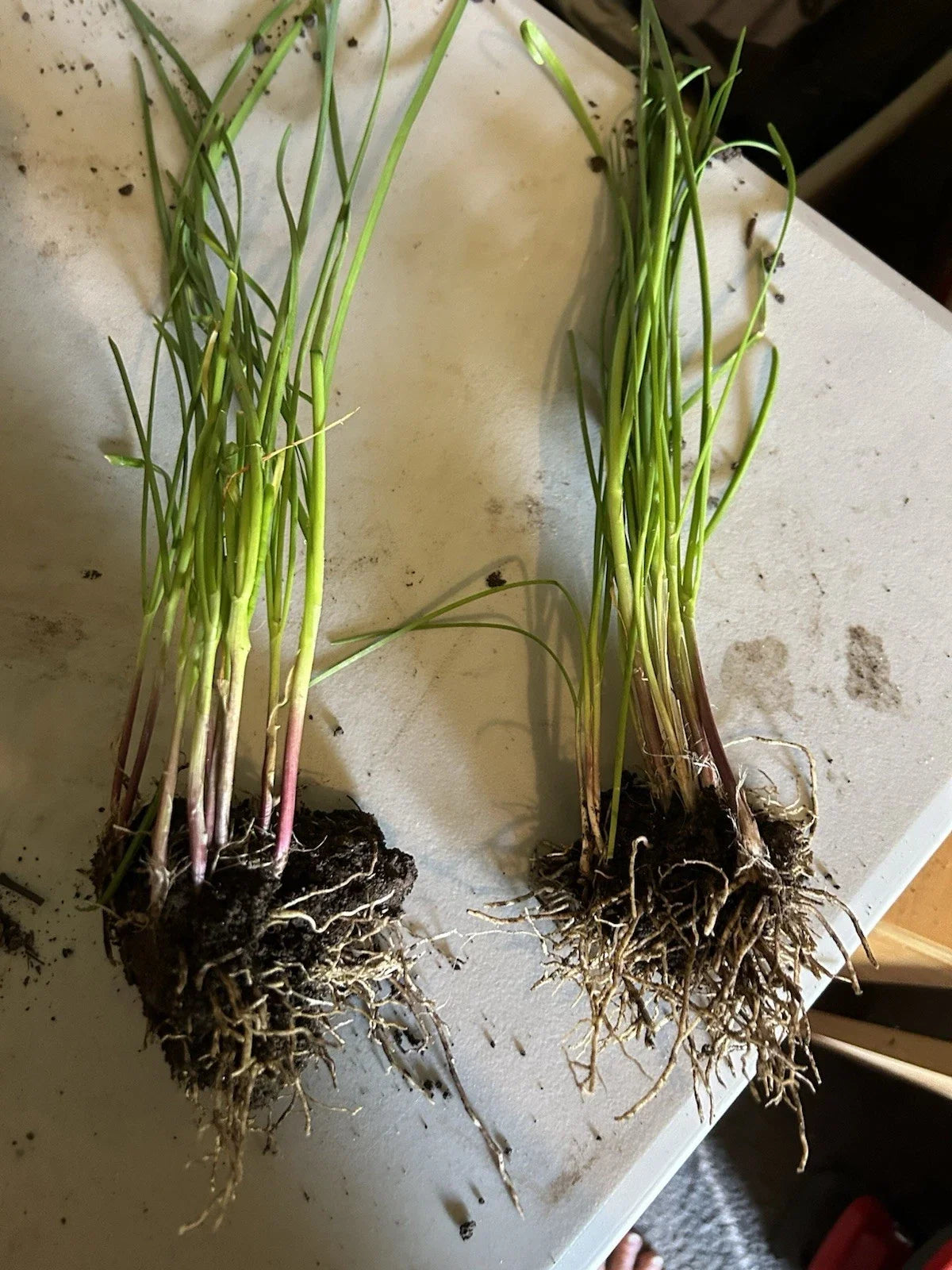 Garlic Chive Plants - 2 Sets of 20 - Allium tuberosum - Culinary Herb for Cooking and Garnishing