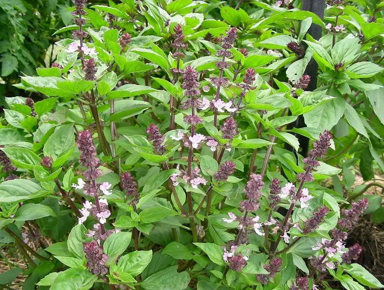 Anise Persian Basil Seeds - 1000 Count - Ocimum basilicum - Black Licorice Flavor Herb for Culinary Use
