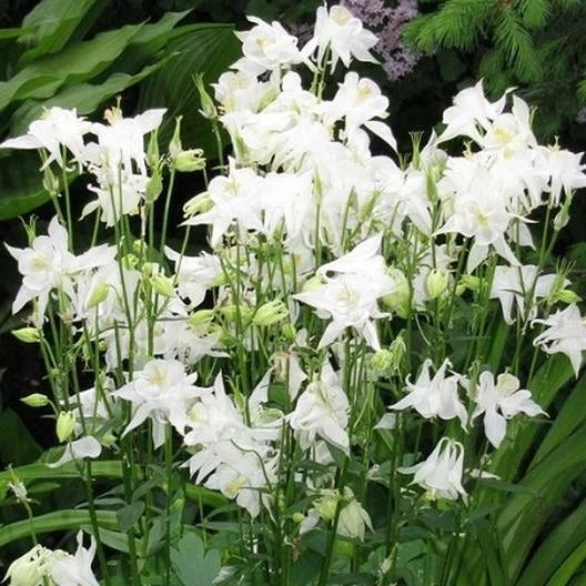 Columbine Seeds 100ct Crystal Star White Non-GMO Perennial Aquilegia chrysantha Pollinator-Friendly