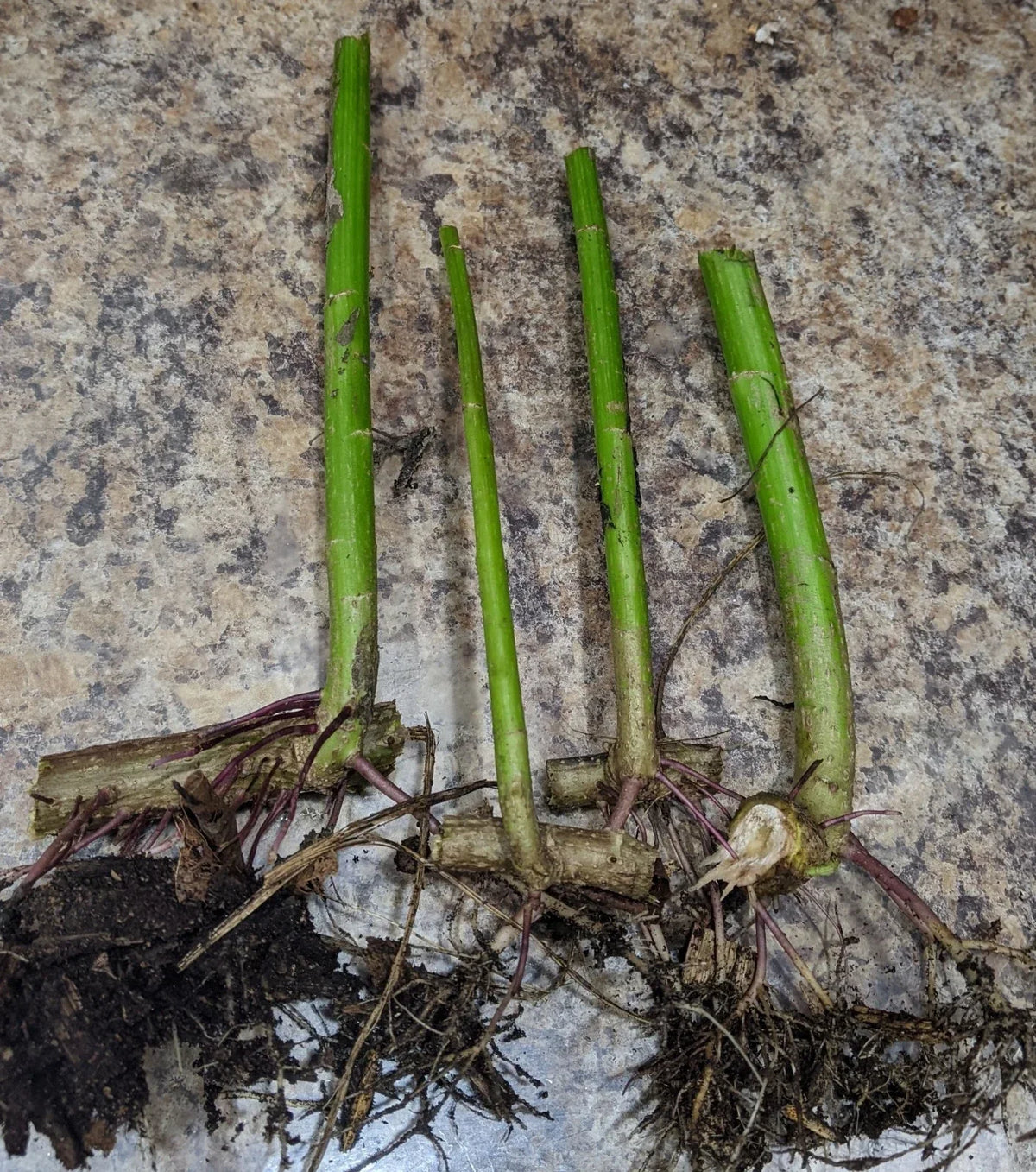 4 Organic Tithonia diversifolia Cuttings - Mexican Sunflower | Fast-Growing Pollinator Plant | Rooted & Ready to Plant
