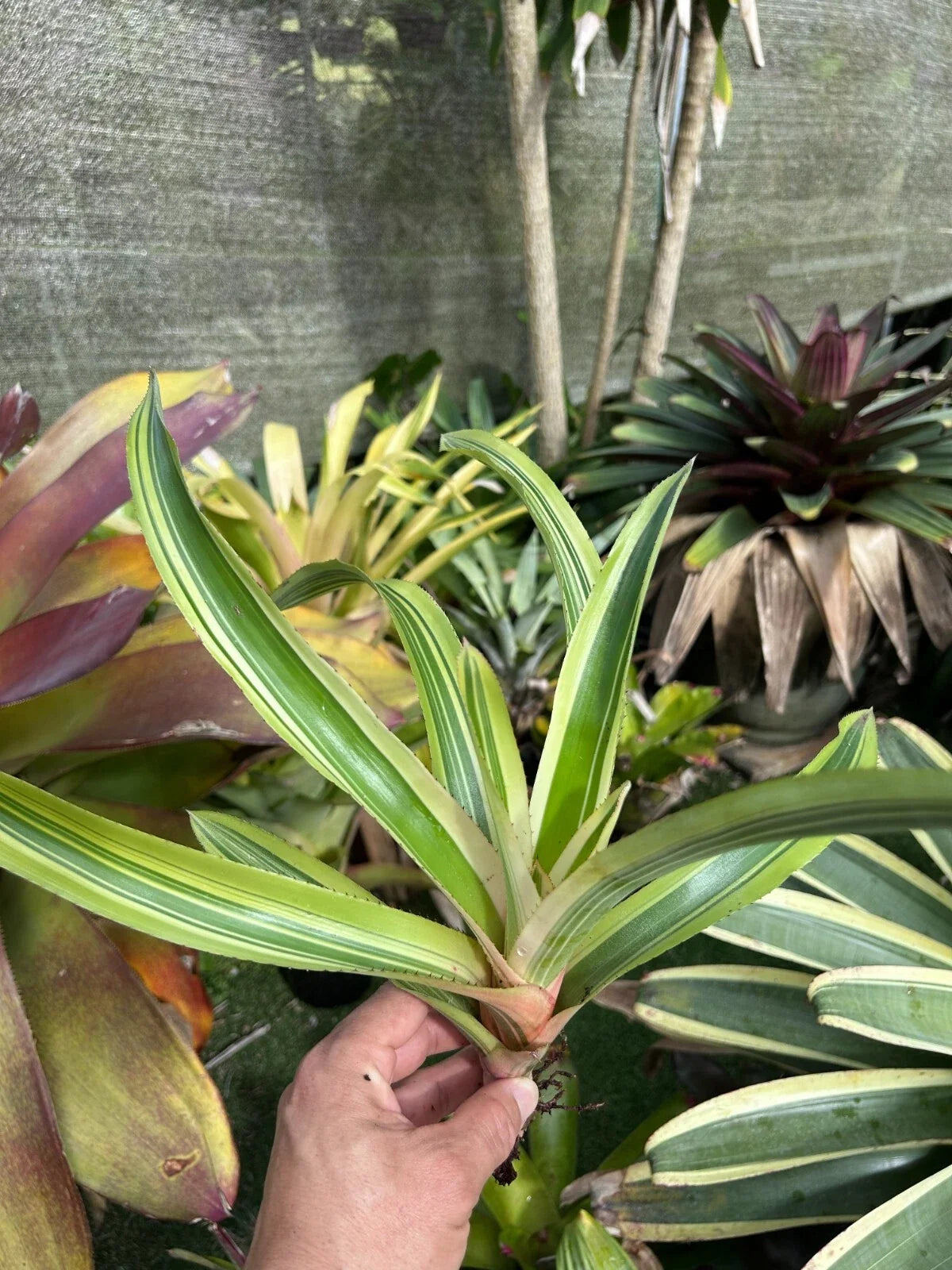 Bromeliad Plant - Aechmea 'Melodrama' - Tropical Indoor Houseplant - Colorful Pink and Blue Blooms - G. Groves Variety