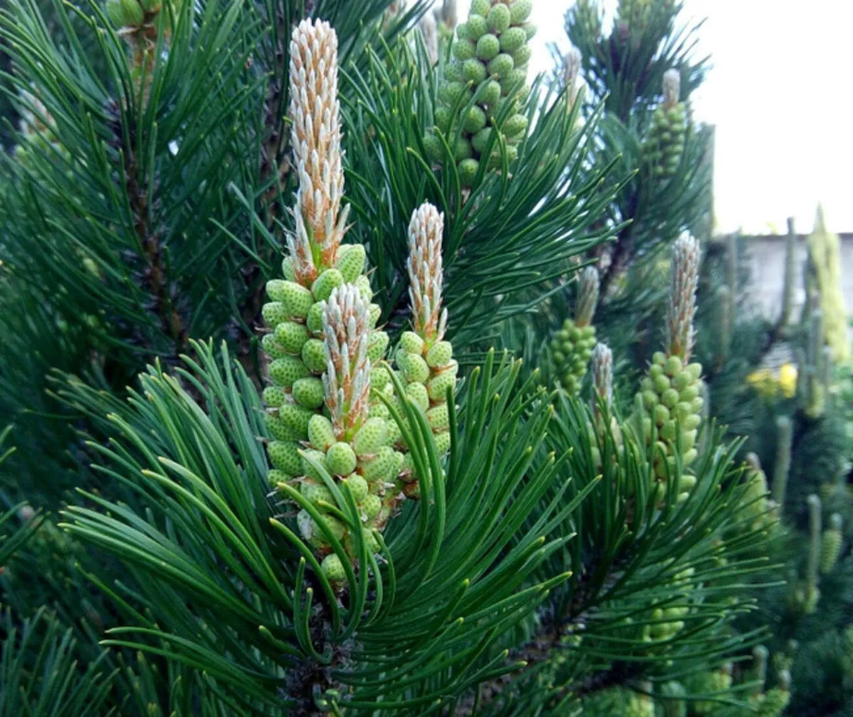 30 White Spruce Tree Seeds for Planting, Eco-Friendly Picea glauca, Native Reforestation Gardening Supplies