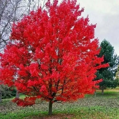 Sourwood Tree Seedlings - Native Variety - Oxydendrum arboreum - Low Maintenance, Attracts Pollinators, Fall Foliage