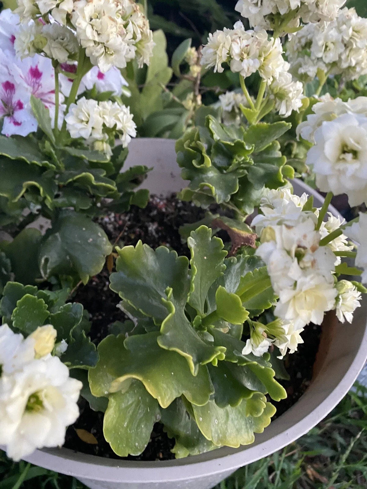 Succulent Cuttings x 3, White Kalanchoe Blossfeldiana, Live Plant Cuttings for Propagation