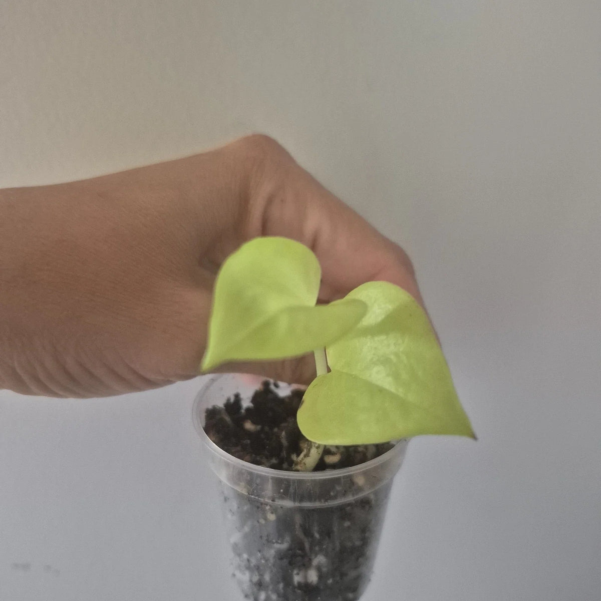 Neon Pothos Starter Plant in 2 Inch Pot | Epipremnum aureum | Vibrant Green Indoor Houseplant for Low-Light Conditions