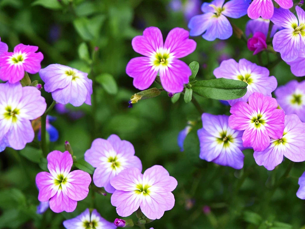 2700 Seeds Virginia Stock Flower Seeds - Matthiola incana - Bulk Annual Garden Seeds for Vibrant Blooms and Pollinator Attraction
