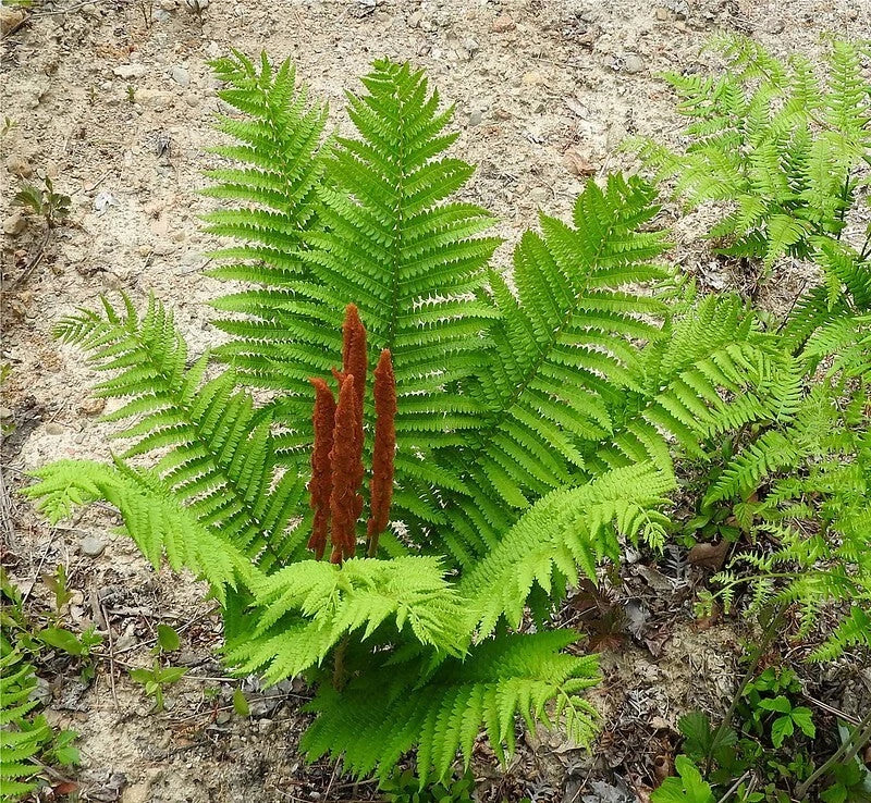 Cinnamon Fern Plant, Bare-Root, Reddish-Brown Spikes, Osmunda Cinnamomea, Deer Resistant, Moist Woodland Garden