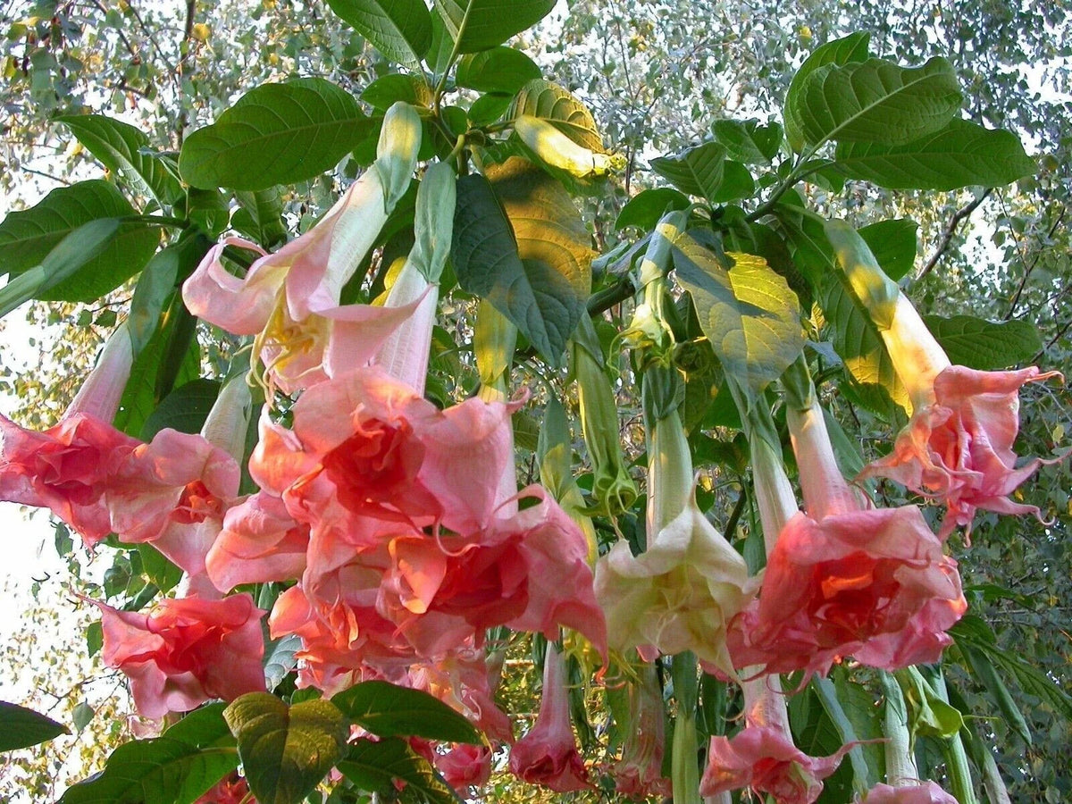 Angel Trumpet Seeds - 10 Pack - Brugmansia Perfektion - Fragrant Flowers for Gardens - USA Grown