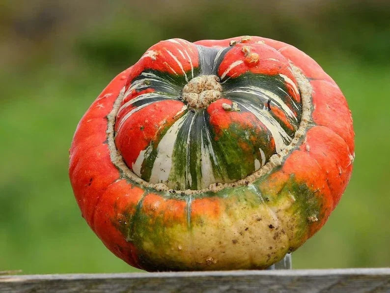 Turks Turban Squash Seeds - Organic 10 Pack - Cucurbita maxima - USA Grown, Non-GMO, Perfect for Fall Cooking