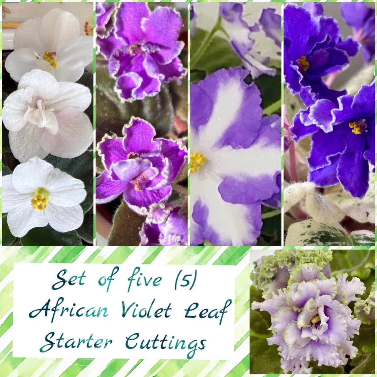 African Violet Leaf Bundle - Set of 5 Unique Cuttings - Saintpaulia - Indoor Plant Decor, Gardening Supplies