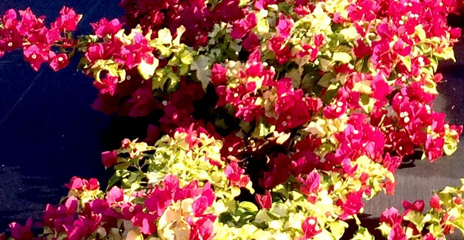 Bougainvillea Starter Plant - Small Sunstone Red - Rare Variety - Bougainvillea spectabilis - Well Rooted