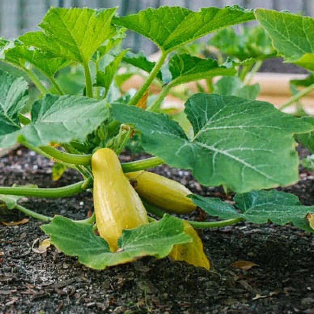 Prolific Straightneck Summer Squash Seeds - Non-GMO Organic Heirloom Cucurbita pepo for Home Gardening