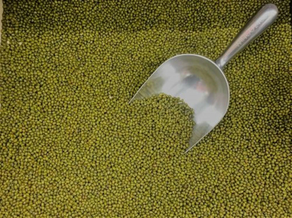 Mung Bean Seeds 250+ for Sprouting Microgreens - Vigna radiata - Non-GMO, Edible Plant Seeds for Gardening