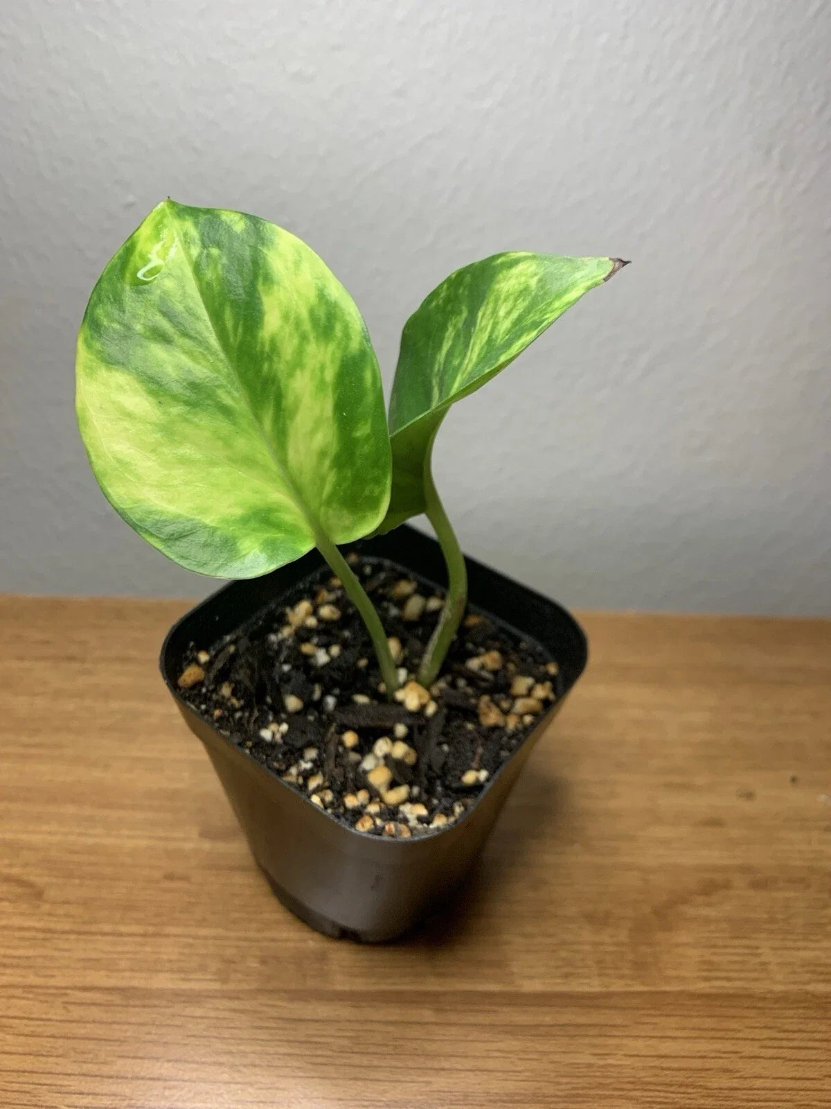 Golden Pothos Plant - 2” Pot - Epipremnum aureum - Fully Rooted Indoor Houseplant for Easy Care & Air Purification