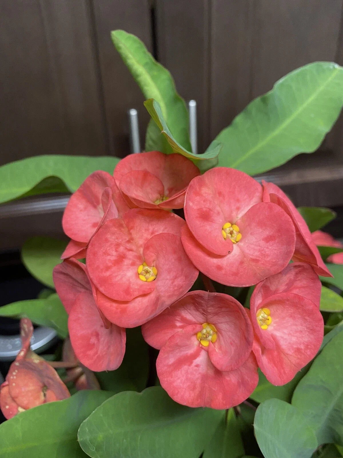 Coral Pink Crown of Thorns Cutting - Large Bloom - Euphorbia milii - Indoor/Outdoor Plant, Low Maintenance, Drought-Tolerant