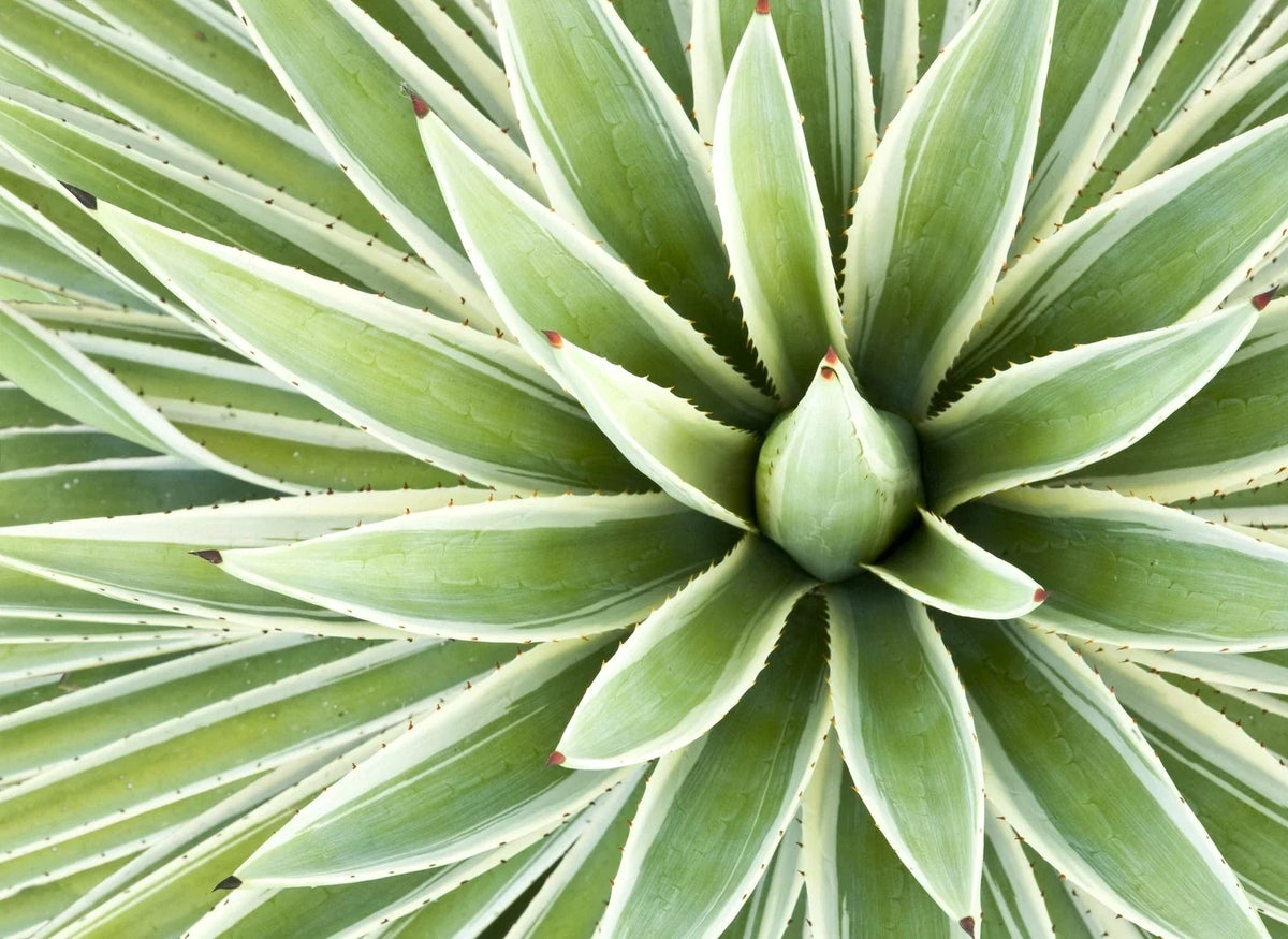 Agave Seed Mix - 50 Seeds - Varied Species for Drought-Resistant Gardens - Agave spp. - Low Maintenance Succulent