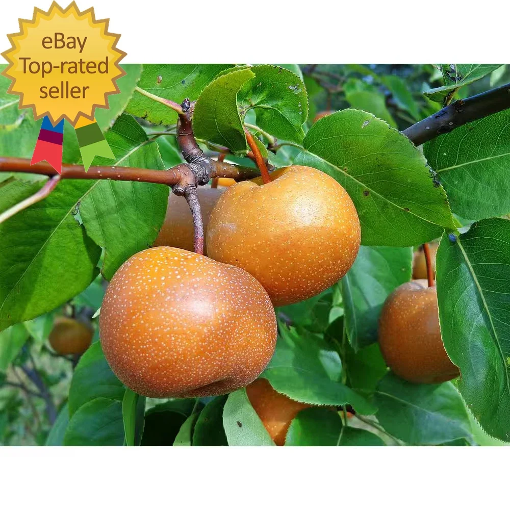 Dwarf Chojuro Asian Pear Tree Bare Root - Edible Fruit Tree Pyrus pyrifolia for Small Gardens, Low Maintenance, Sweet Flavor