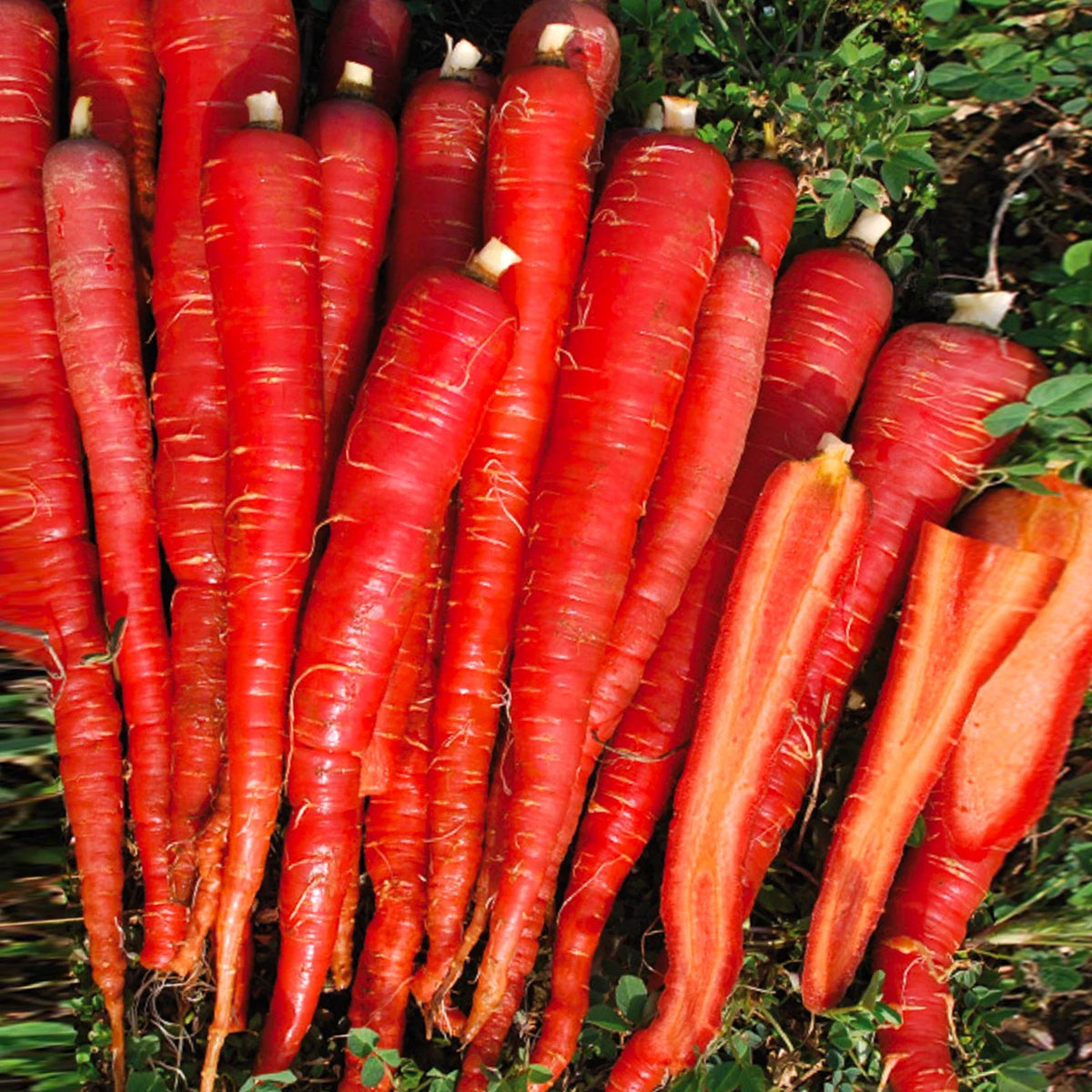 Kintoki Red Carrot Seeds - 200 Seeds - Deep Red - Daucus carota subsp. sativus - Non-GMO for Home Gardens & Urban Farming