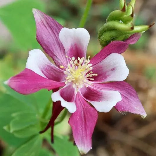 Columbine Seeds - 100 Non-GMO ROSE STAR Aquilegia caerulea - Perennial Pollinator Attractor for Part-Shade Gardens
