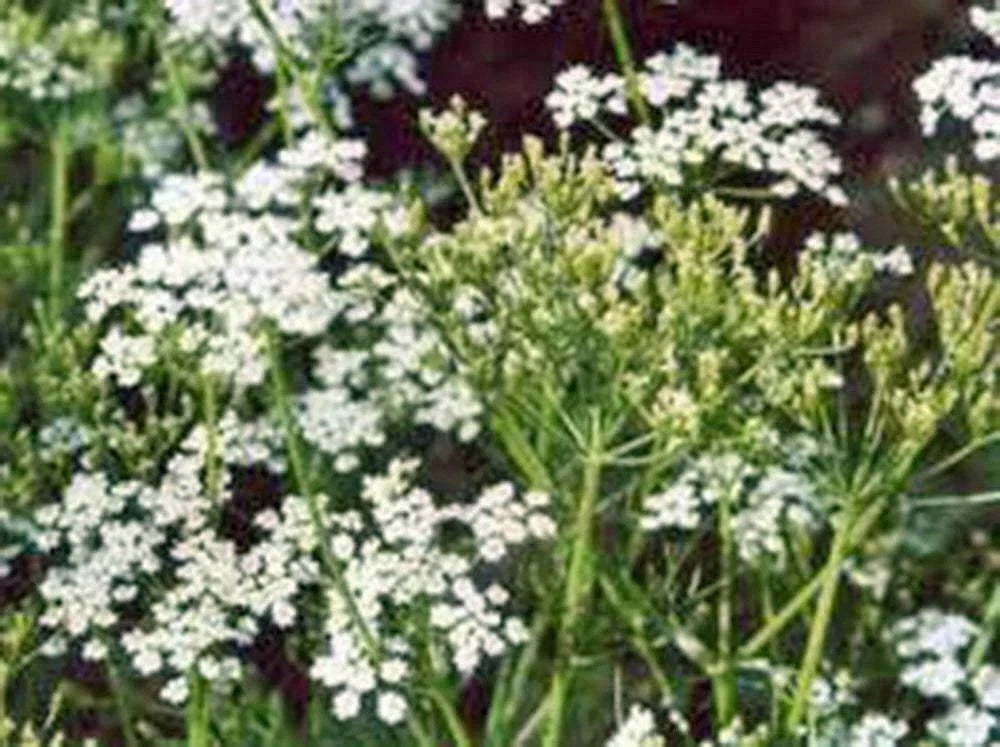 Caraway Herb Seeds - 20+ Seeds, Culinary Uses, Carum carvi, Non-GMO, Easy to Grow, Indoor/Outdoor Gardening