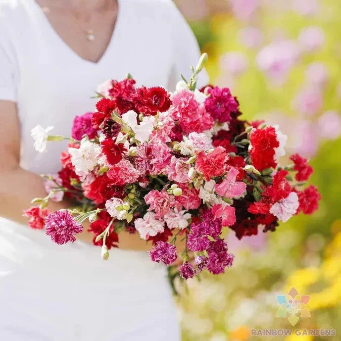 Carnation Seeds Mix - 200+ Enfant de Nice - Colorful Fragrant Variety - Dianthus caryophyllus - Non-GMO for Garden & Containers