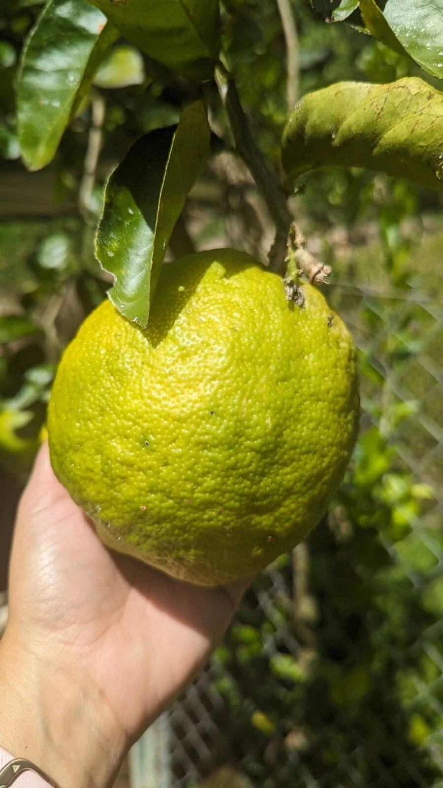 Ponderosa Lemon Cutting - Sour Giant Fruit - Citrus limon - Ideal for Crafts & Home Decor, Easy to Grow
