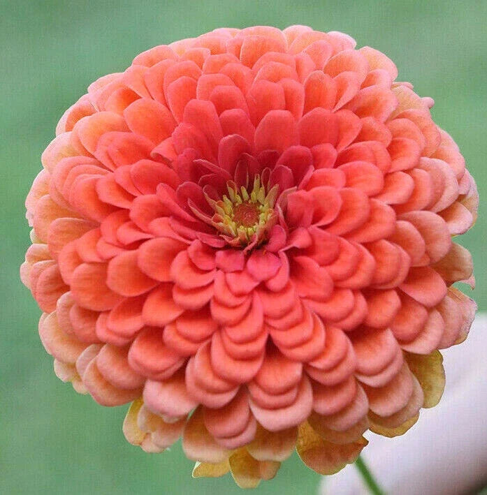 Zinnia Seeds Pack - Coral Beauty Pink Salmon Rose - Zinnia elegans - USA Garden Flower - 2025 Planting