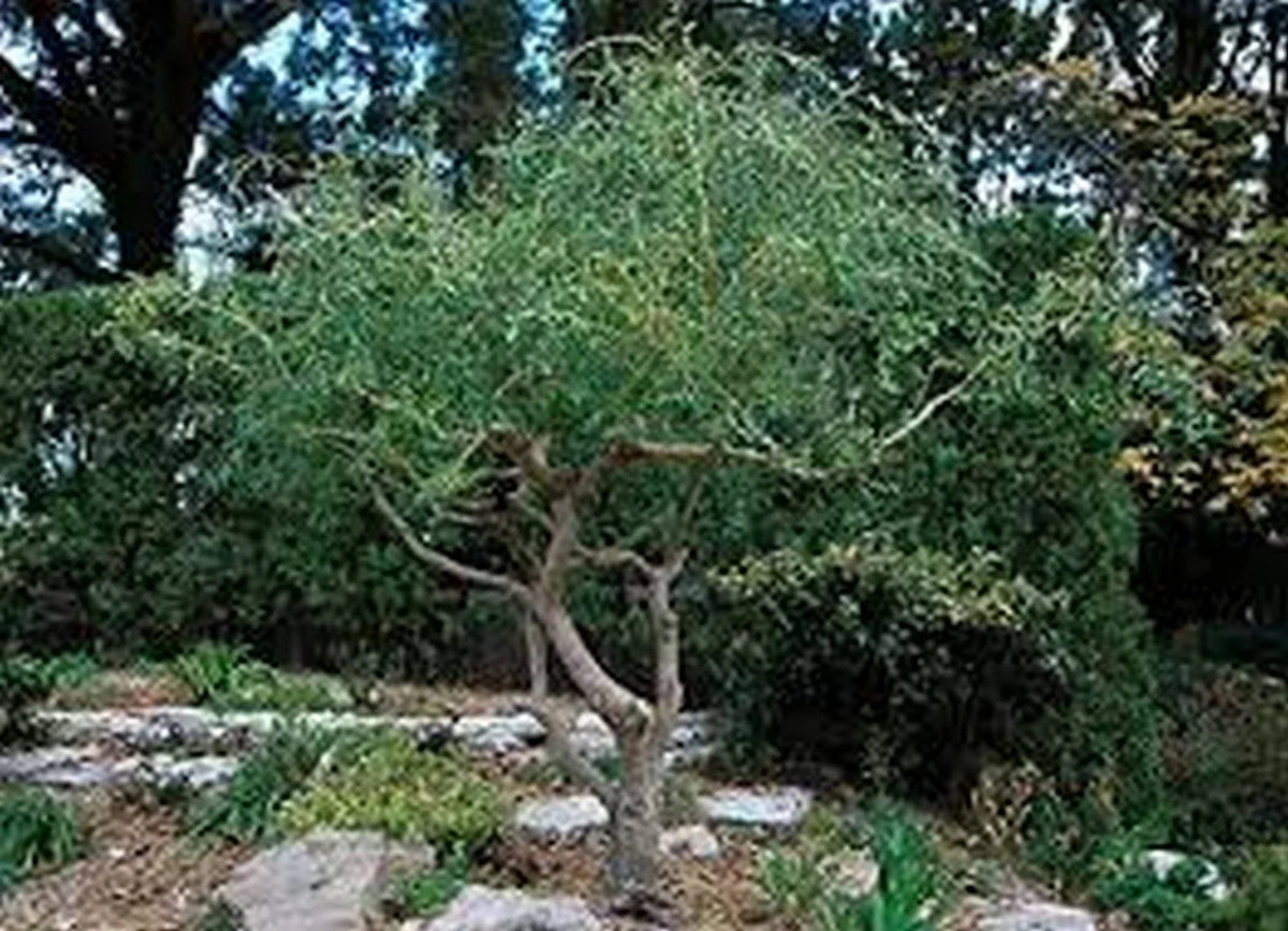 Corkscrew Willow Tree Cuttings - 3 Fast Growing Cuttings for Privacy or Shade - Salix matsudana 'Tortuosa'